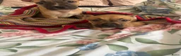 Mixed Breed dogs for sale: 2 beautiful pups for sale  in London - Advert 2