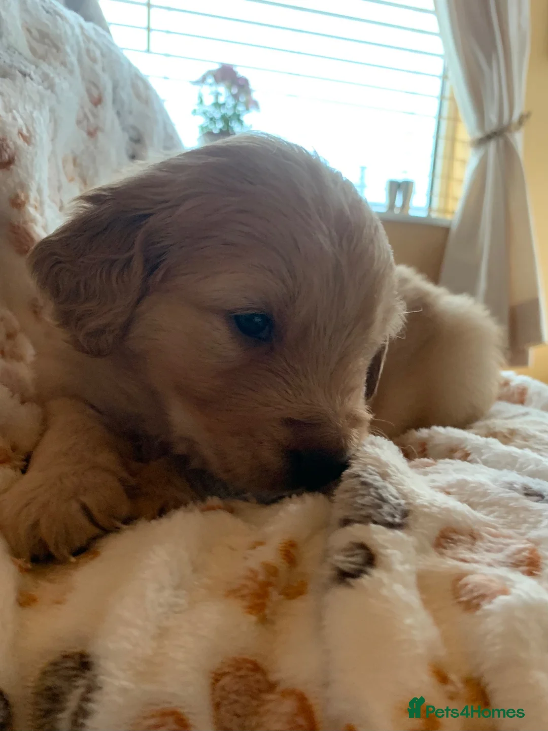 Golden Retriever dogs for sale: Golden Retriever puppies  in Saltburn-by-the-Sea - Advert 2