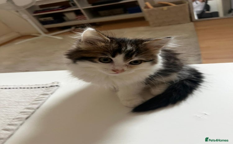 Mixed Breed cats - Advert 2
