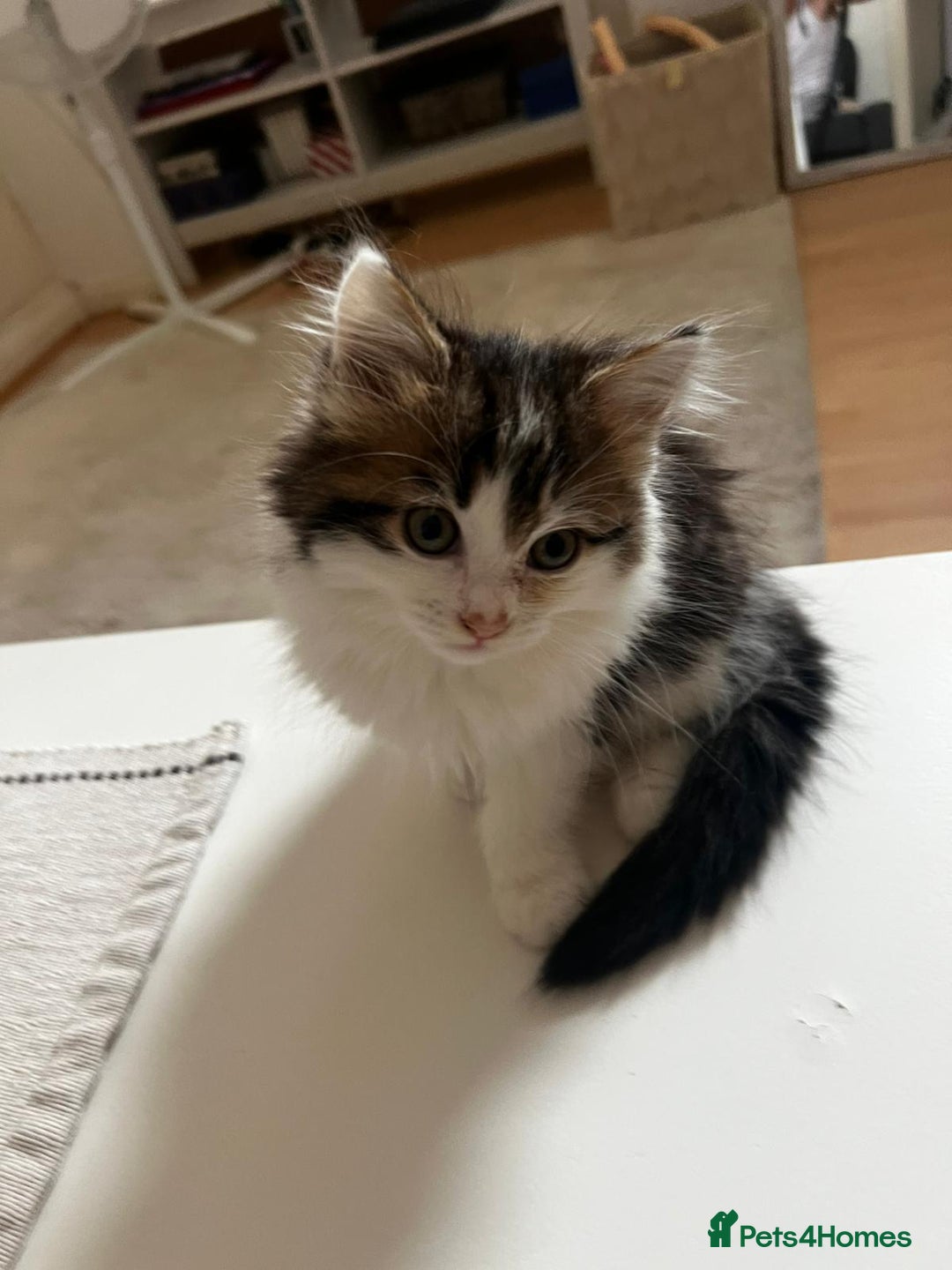 Mixed Breed cats for sale: Female Kitten for sale - Image 1