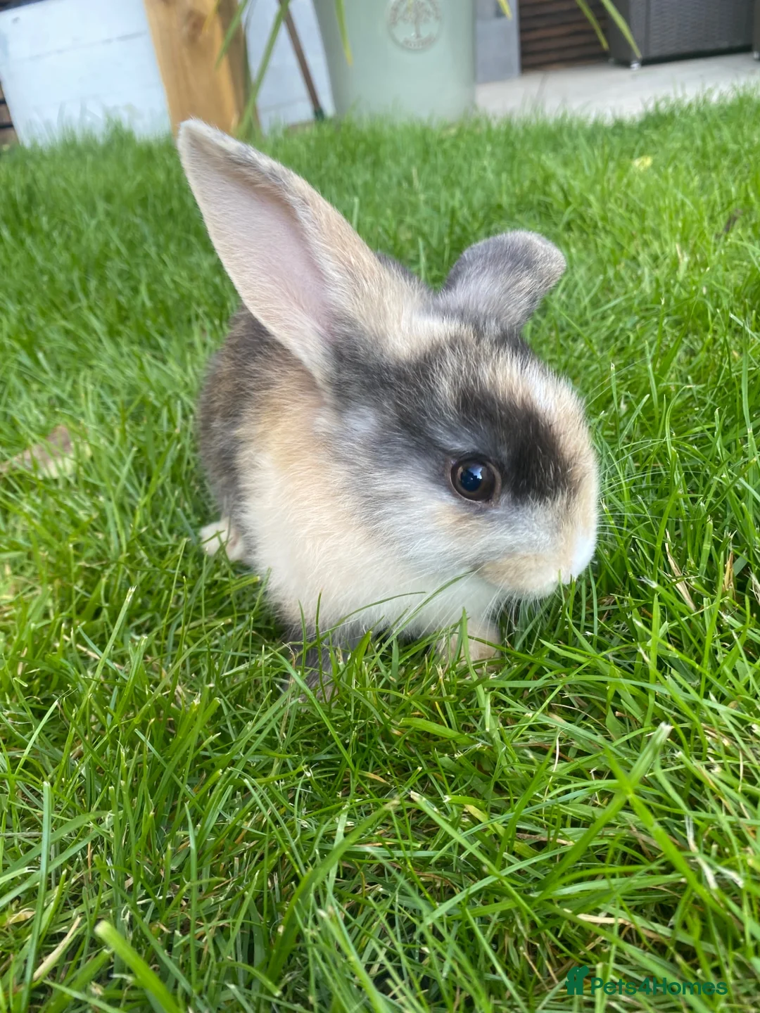 Mini Lop rabbits for sale: Bunny for sale  in Morpeth - Advert 1