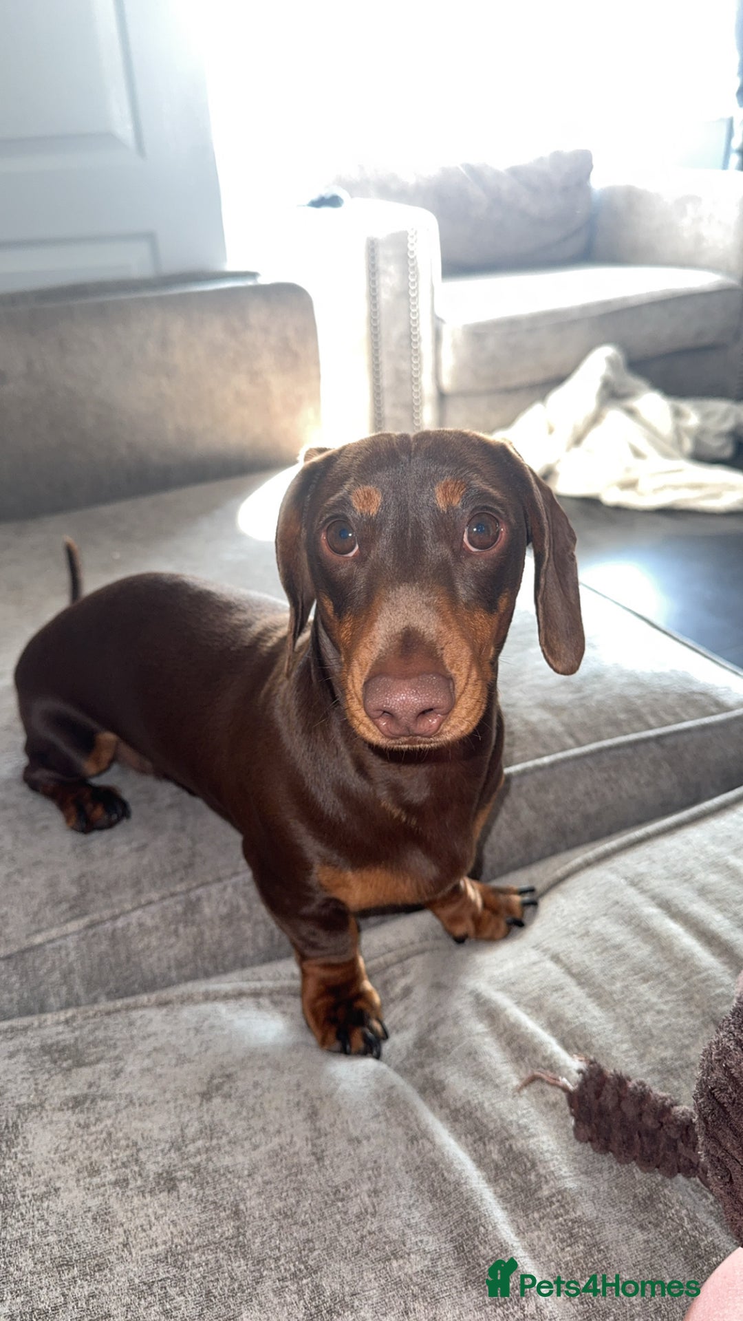 Miniature Dachshund dogs for stud: Miniature dachshund male for stud  - Advert 5