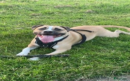 Mixed Breed dogs for sale: Bodhi - 2 Year Old AmBull X - Image 19