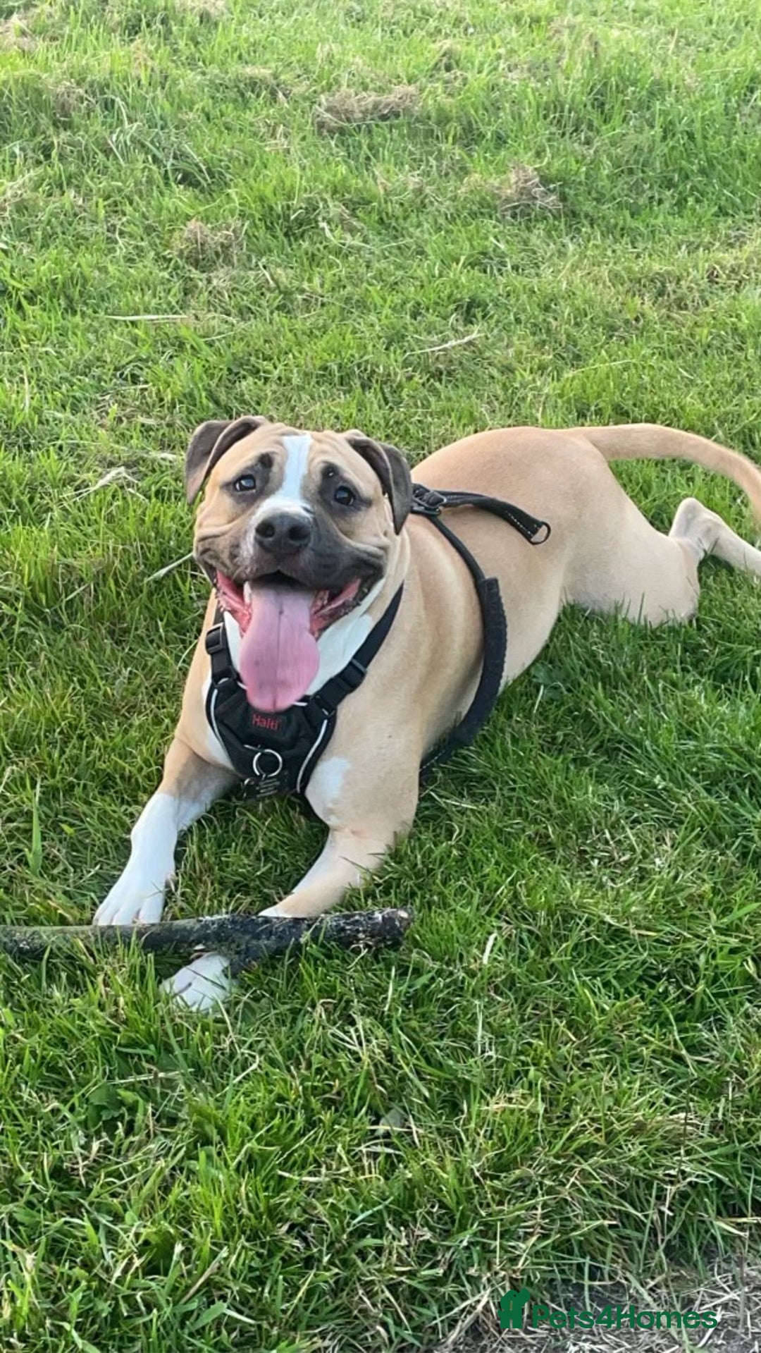 Mixed Breed dogs for sale: Bodhi - 2 Year Old AmBull X - Image 19