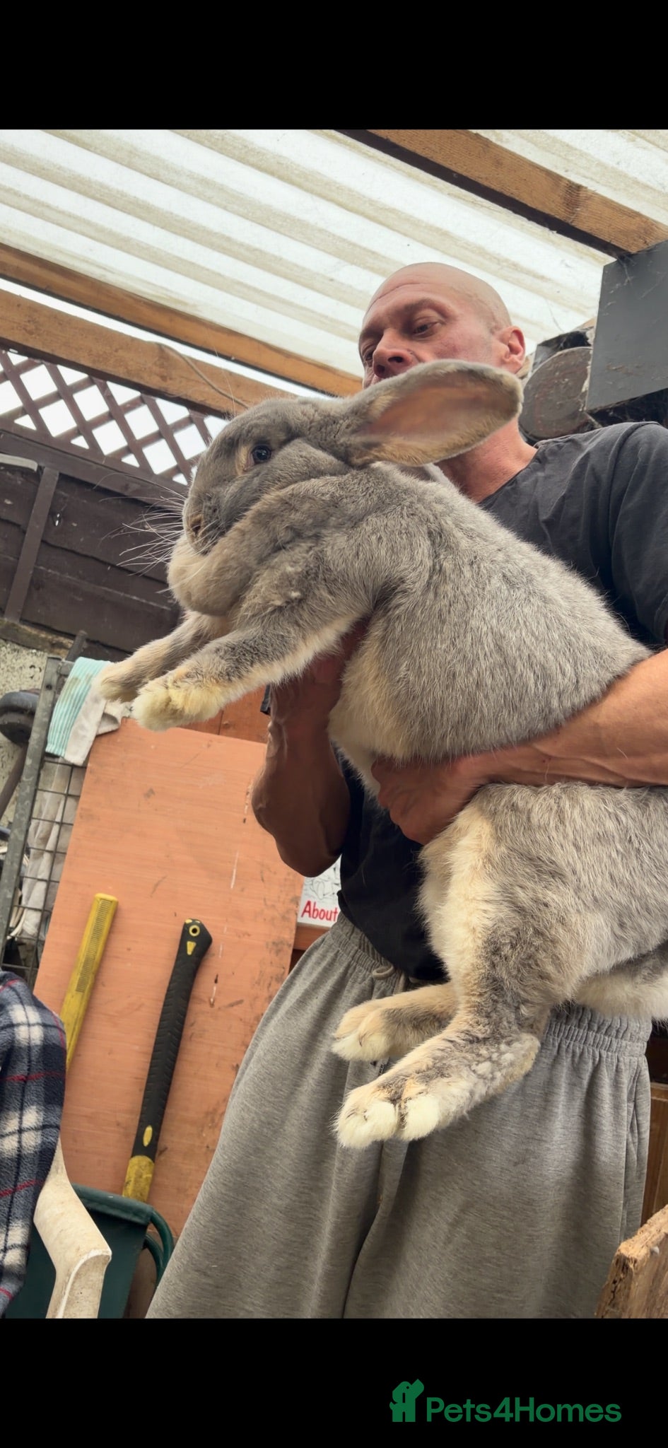 Continental Giant rabbits Continental giants  - Advert 3
