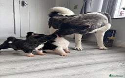 Akita dogs for sale: 5⭐️ Akita pups - Image 16
