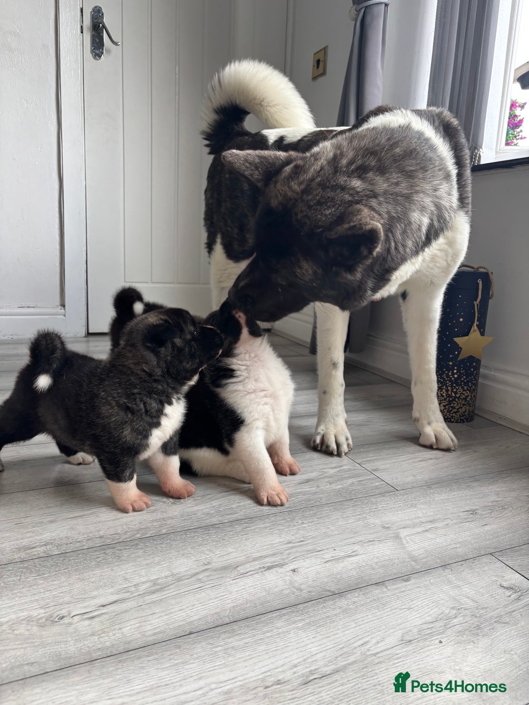 Akita dogs for sale: 5⭐️ Akita pups - Image 16