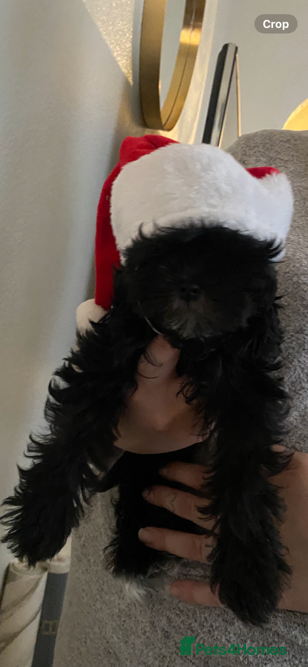 Maltipoo dogs for sale: Rare micro toy teddyface Korean/Asian maltipoos😍 - Advert 5