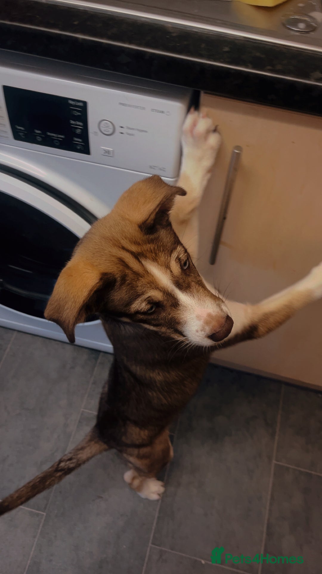 Mixed Breed dogs for sale: Husky cross (named Toffie) - Advert 1