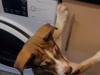 Mixed Breed dogs Husky cross (named Toffie) - Advert 1