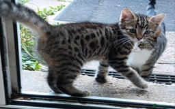 Mixed Breed cats for sale: Stunning kittens for sale  - Image 2