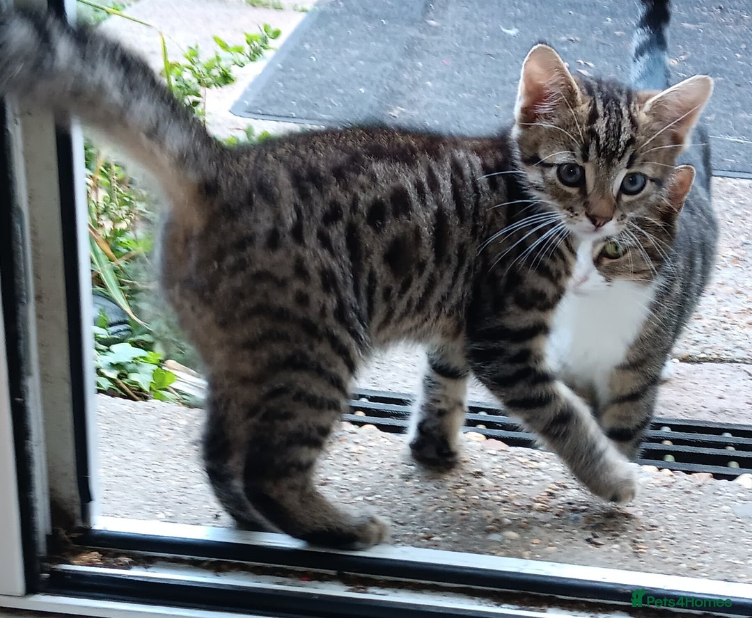 Mixed Breed cats for sale: Stunning kittens for sale  - Image 2