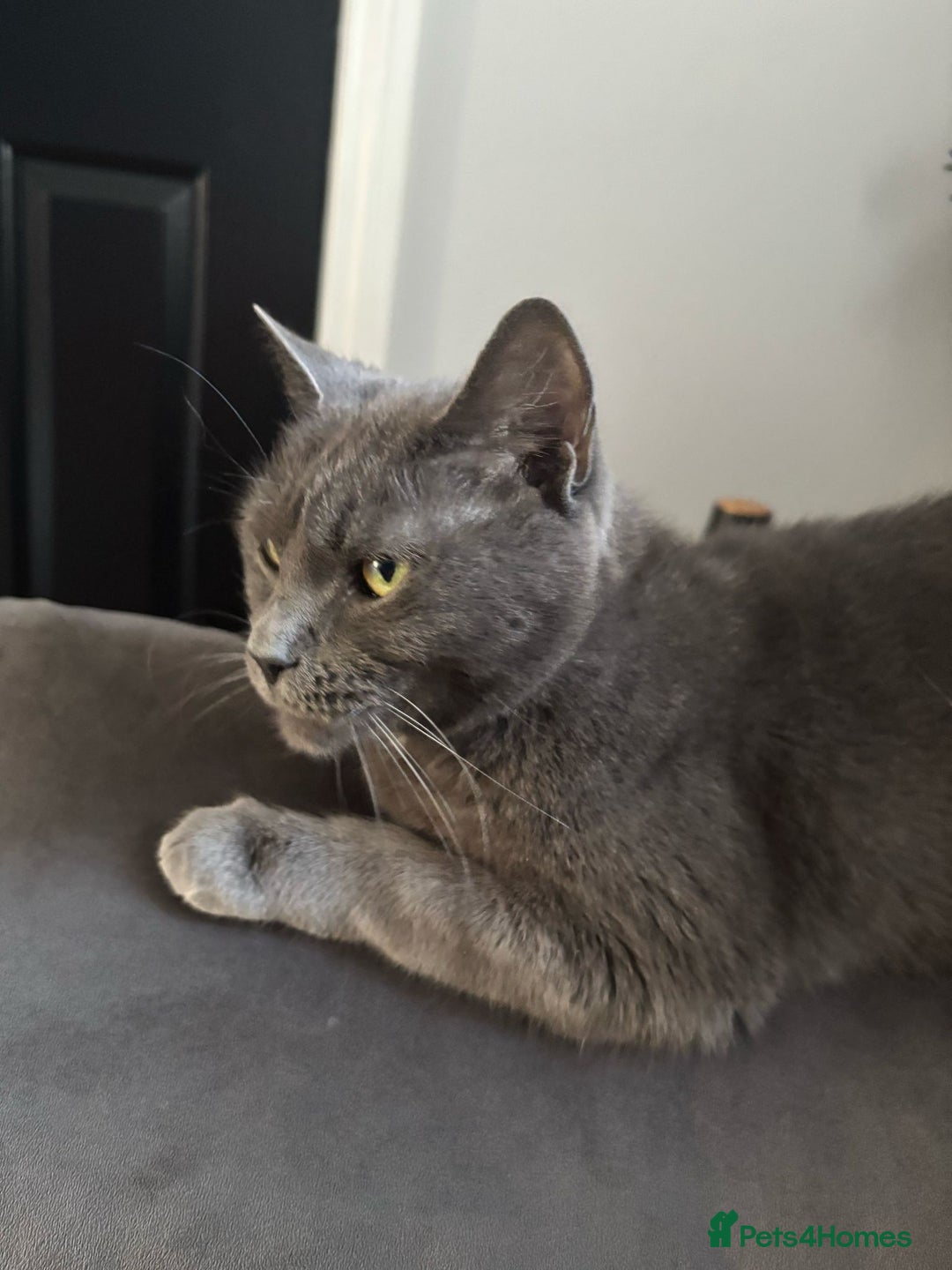 Mixed Breed cats for sale: Grey female - Advert 3