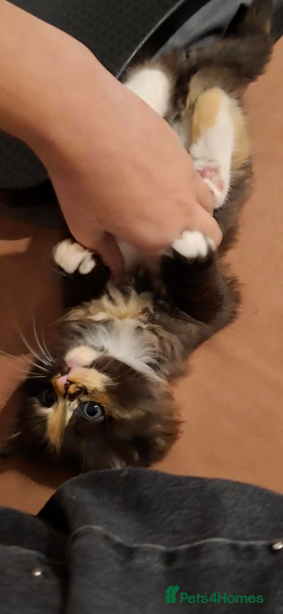 Mixed Breed cats for sale: 2 kittens ready to go - Advert 2