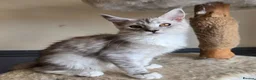 Maine Coon cats for sale: Ready now Silver with white Maine Coon kittens - Advert 14