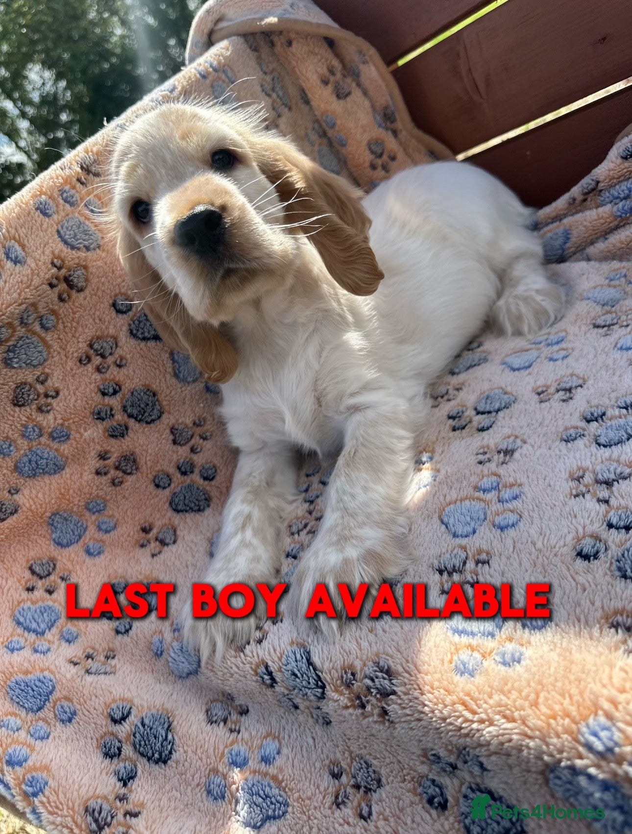 Cocker Spaniel dogs Ready to go now Show cocker spaniel for sale - Advert 1