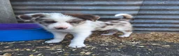 Border Collie dogs for sale: Beautiful fluffy Collie Pups for Sale - Advert 27