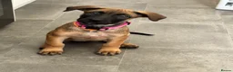 Mixed Breed dogs for sale: Dutch Herder X F1 Bull Herder puppies - Advert 6