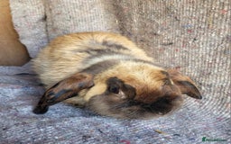 Mixed Breed rabbits for sale: 'Dodger' Belgian Hare x mini Lop chocolate buck in Cullompton - Image 2