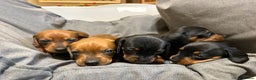 Dachshund dogs for sale: Miniature/standard dachshund puppies - Advert 2
