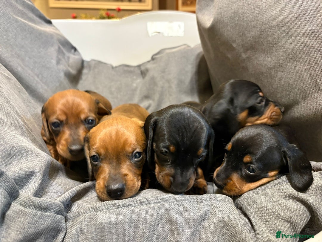 Dachshund dogs for sale: Miniature/standard dachshund puppies - Advert 2