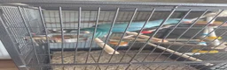 Ringnecks birds for sale: Hand reared Baby indian ring neck parrot in Dudley - Advert 5