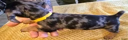 Jackshund dogs for sale: Miniature Jackshund puppies 🐶  - Advert 4
