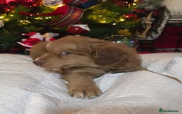 Cockapoo dogs for sale: Cockapoo puppies  - Advert 7