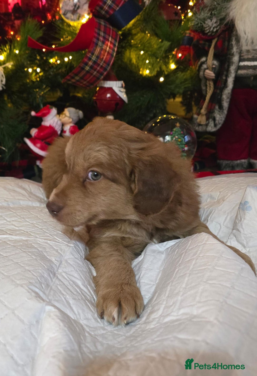 Cockapoo dogs for sale: Cockapoo puppies  - Advert 7