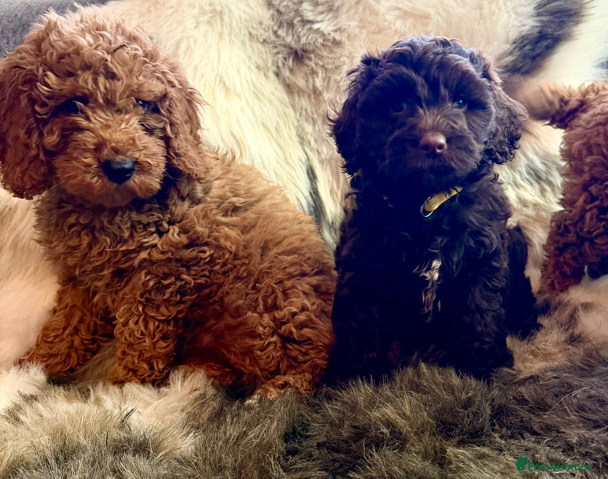 Cockapoo dogs Exceptional fb1 cockerpoos - Advert 5