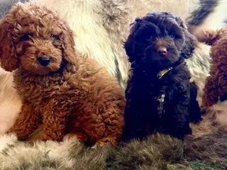 Cockapoo dogs Exceptional fb1 cockerpoos - Advert 5