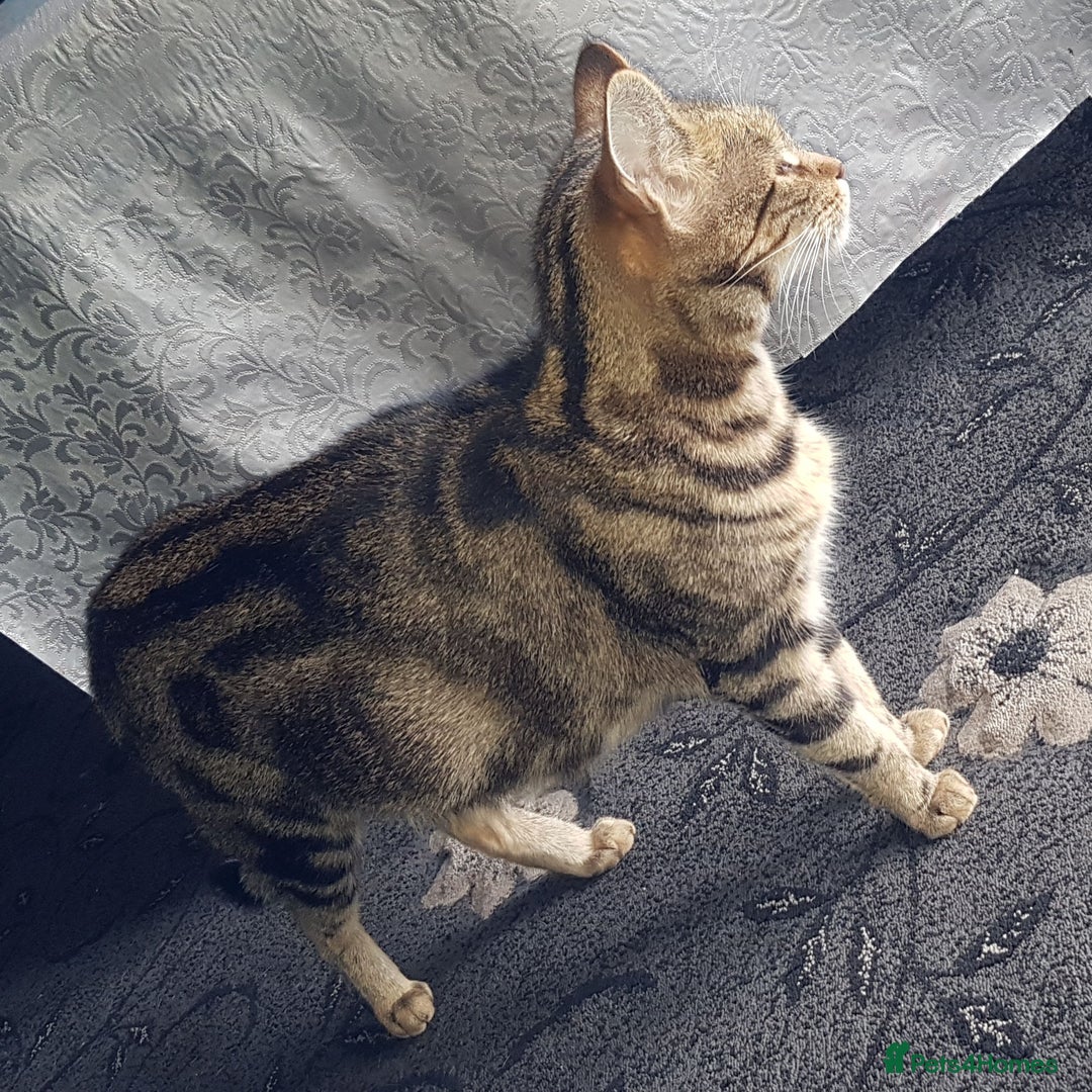Bengal cats for sale: TWO Beautiful kittens of JOY remaining! - Image 12