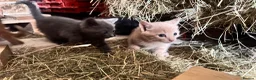 Mixed Breed cats for sale: Farm Kittens for Sale  in Ashbourne - Advert 9
