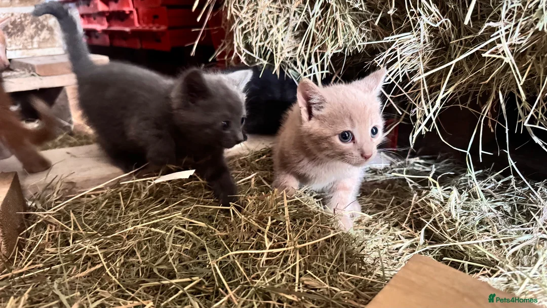 Mixed Breed cats for sale: Farm Kittens for Sale  in Ashbourne - Advert 9