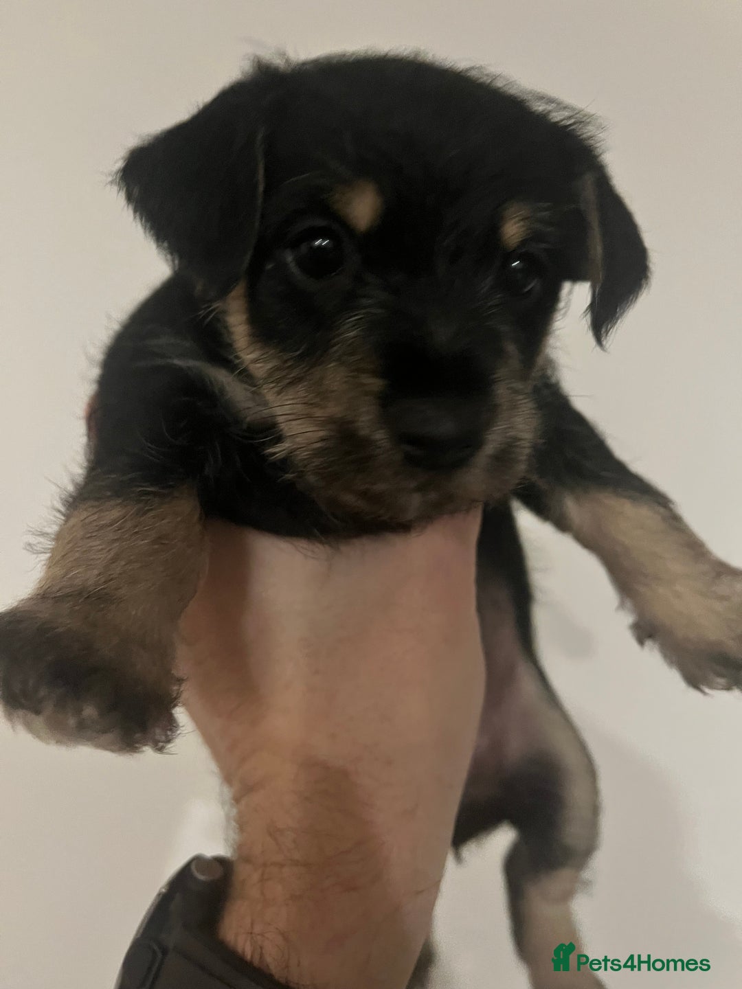 Mixed Breed dogs for sale: Schnorkie puppies - pedigree Schnauzer Dad - Advert 13