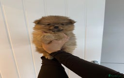 Pomeranian dogs for sale: Female Pom Puppy - Image 1