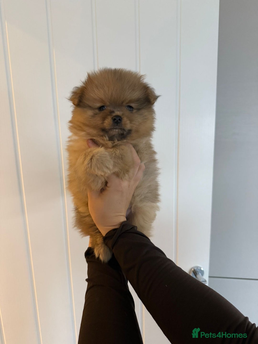 Pomeranian dogs for sale: Female Pom Puppy - Image 1