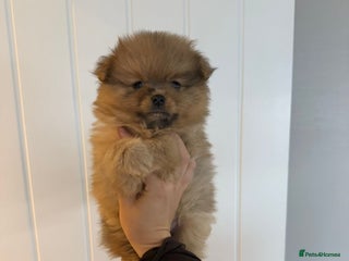 Pomeranian dogs - Advert 9