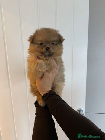 Pomeranian dogs - Advert 7