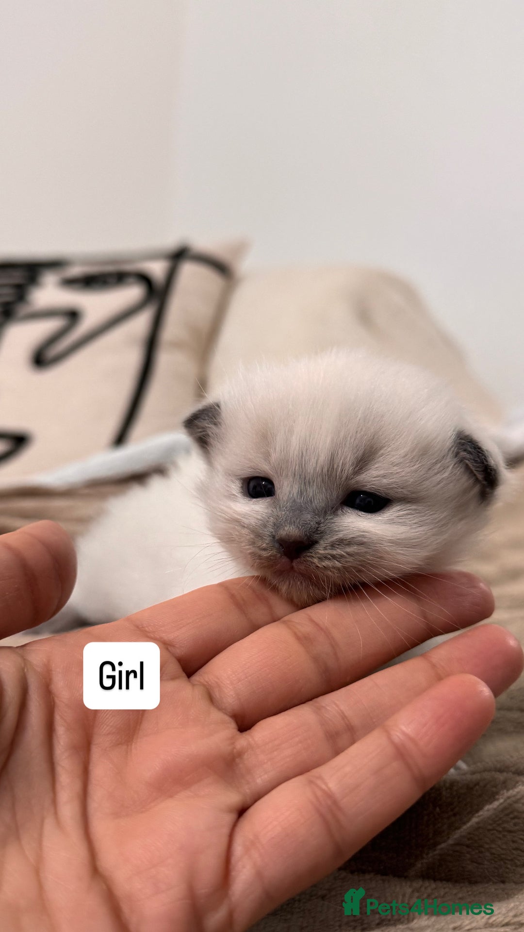 Ragdoll cats for sale: “ Ragdoll kittens “ A perfect  **  present  - Image 6