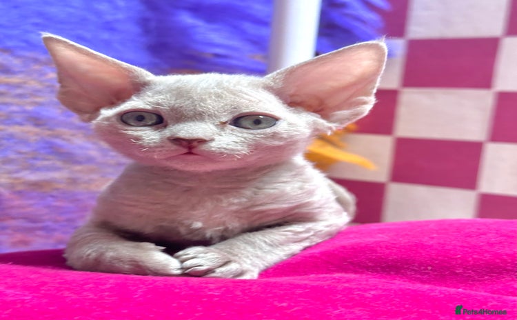Devon Rex cats - Advert 1