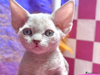 Devon Rex cats - Advert 2