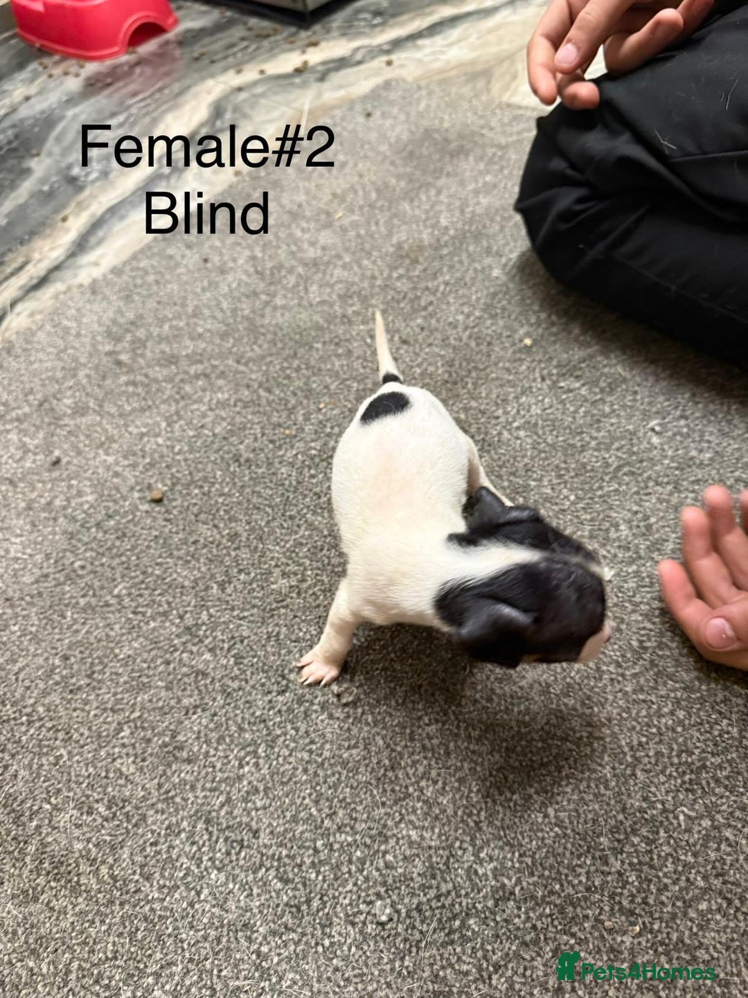 Jack Russell dogs for sale: Puppies  - Advert 7