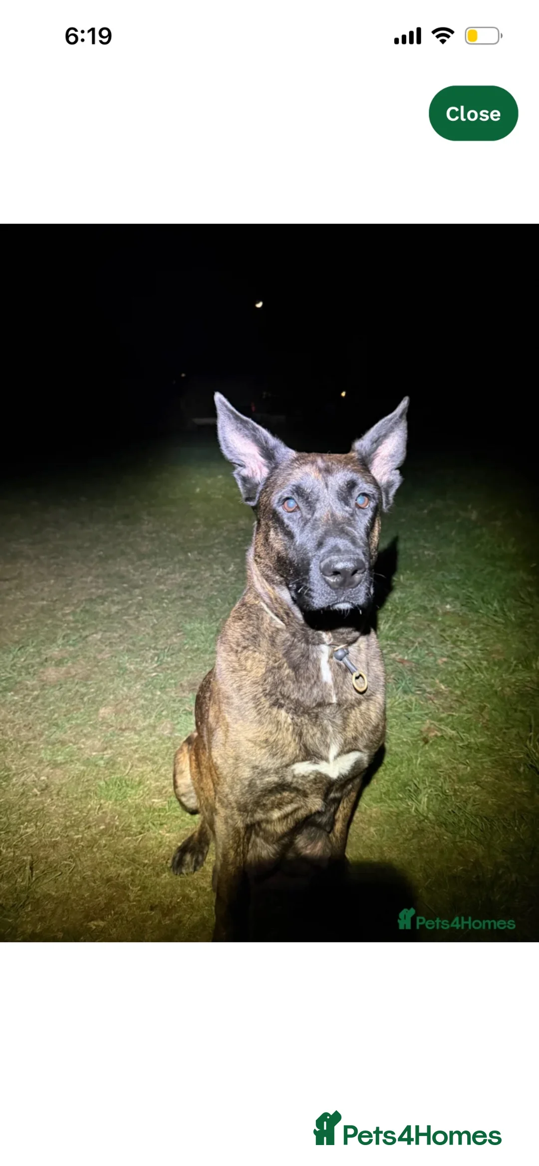 Mixed Breed dogs for sale: Dutch herder x German shepherd  - Advert 1