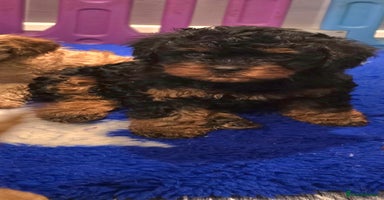 Cavapoo dogs - Advert 2