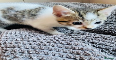 Mixed Breed cats - Advert 5