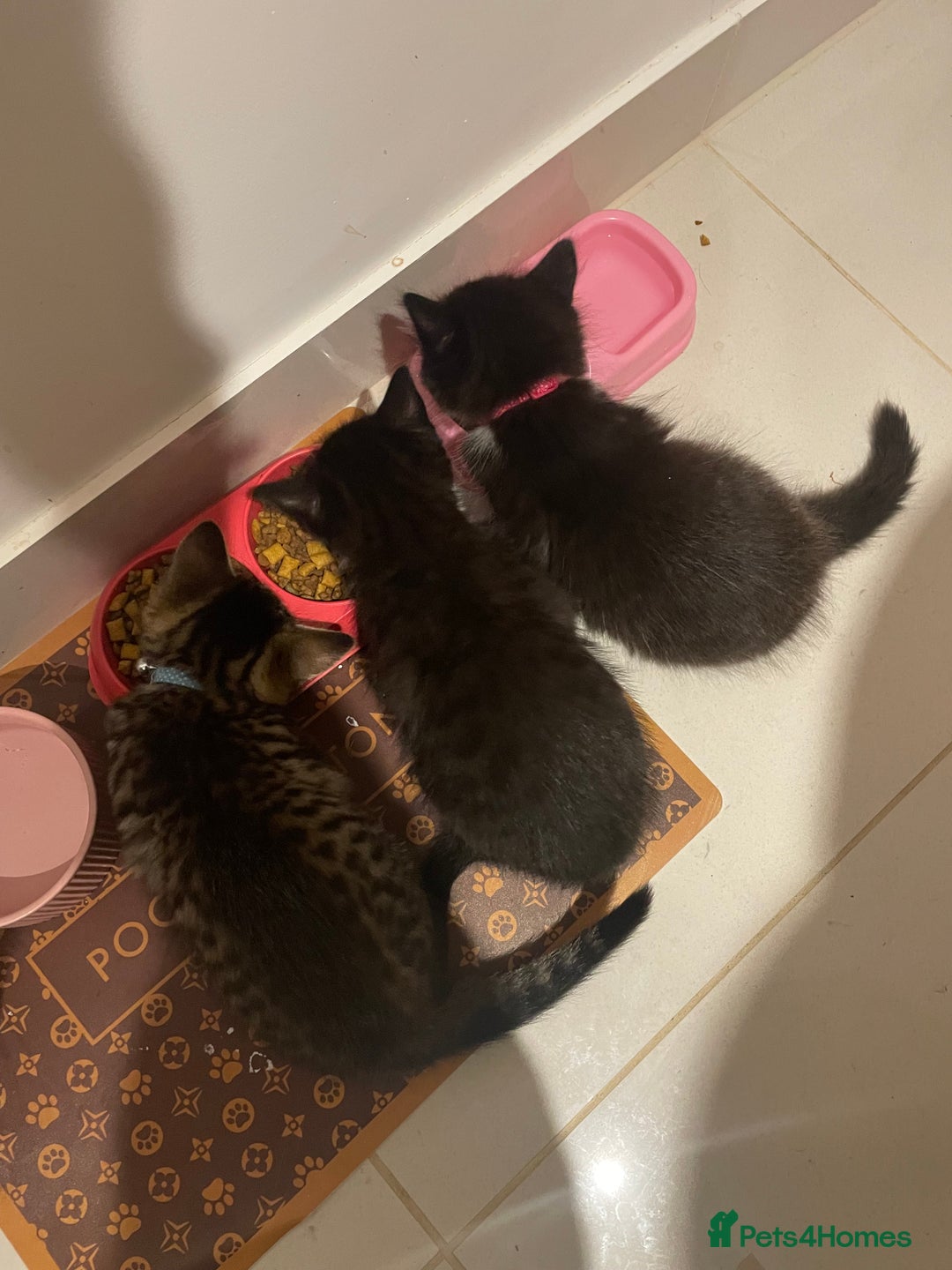 Mixed Breed cats for sale: Bengal x Ragdoll x Tabby kittens ready to go💕 - Image 5