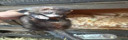 Ferret rodents for sale: Jill ferret - Advert 2