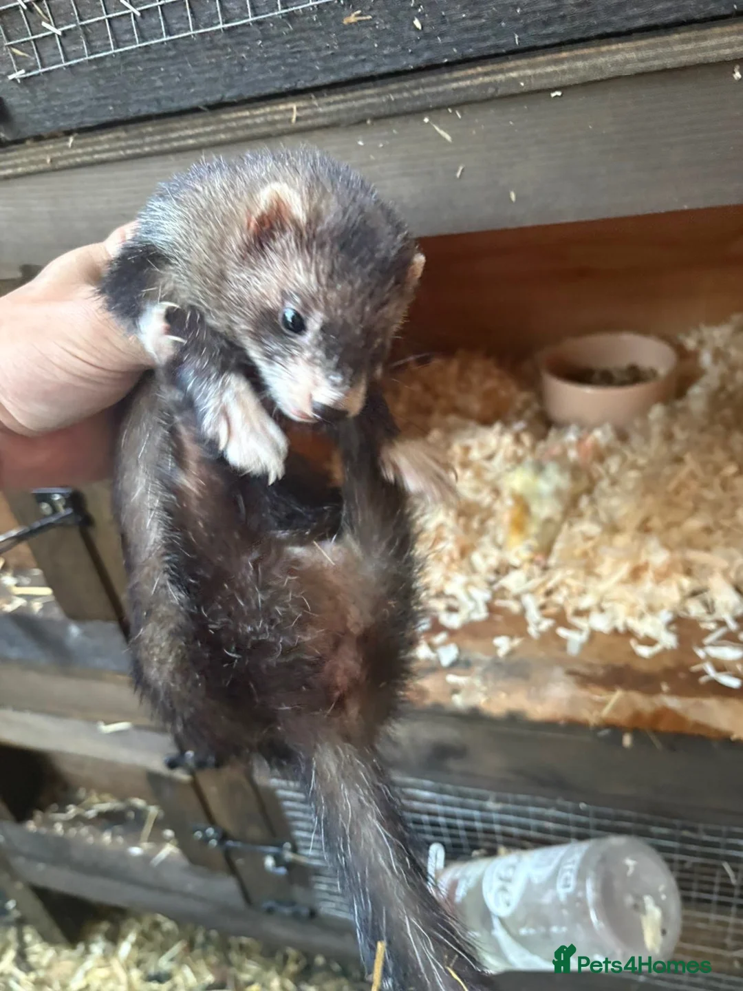 Ferret rodents for sale: Jill ferret - Advert 2