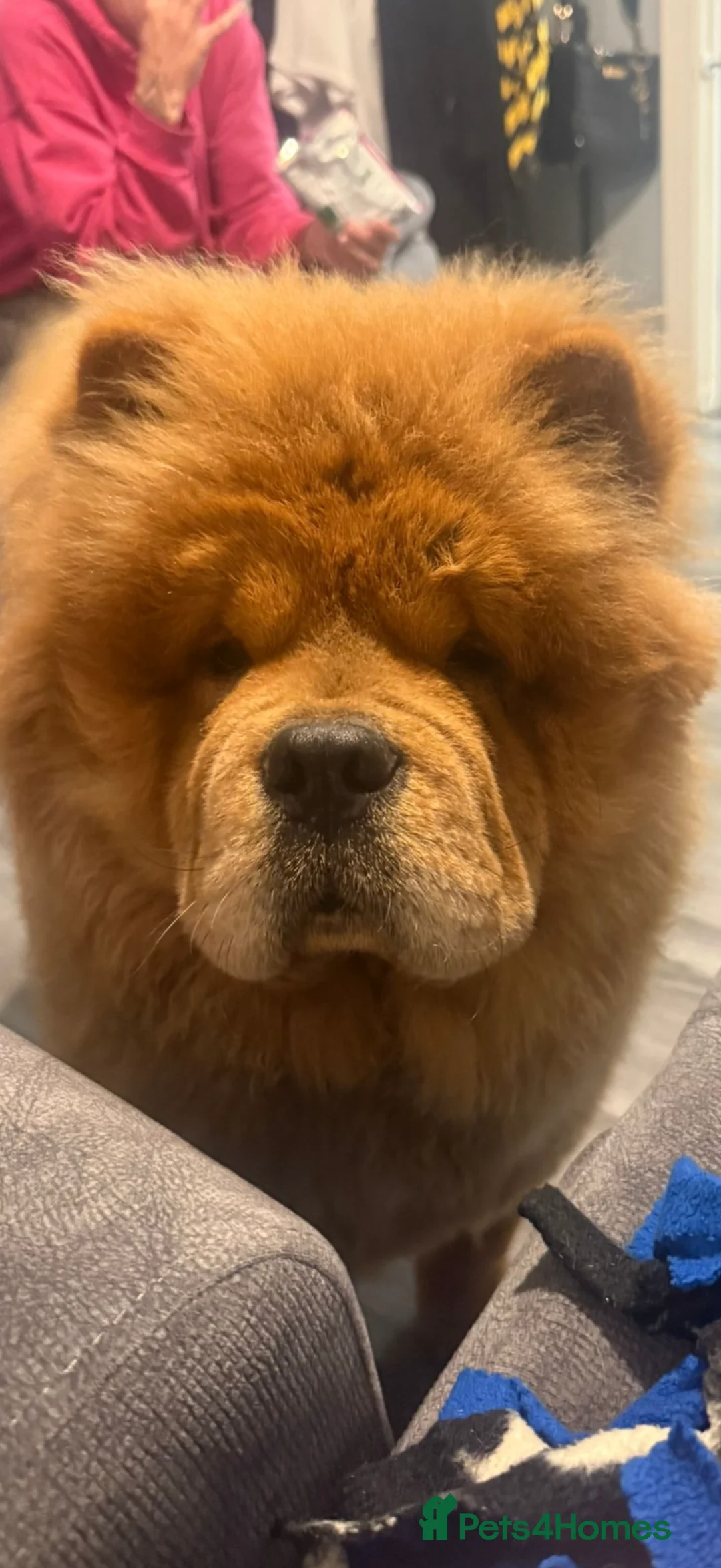 Chow Chow dogs for sale: Chow chow female  - Advert 2